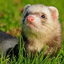 Ferrets Ferrets