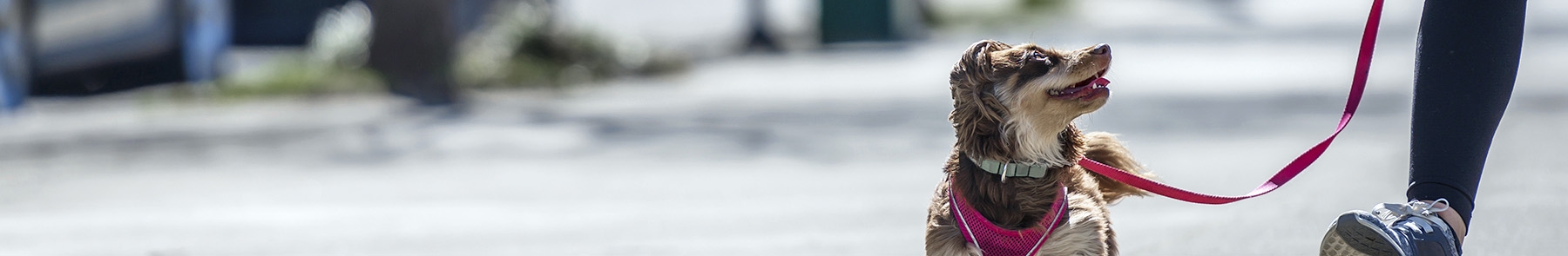 Western Veterinary Hospital Western Veterinary Hospital