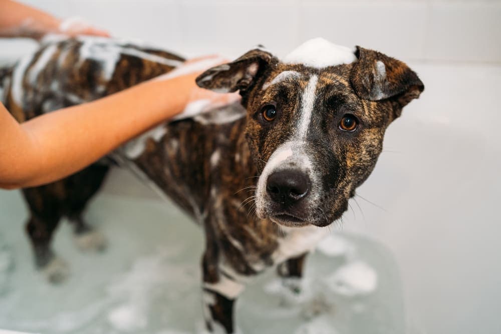 How often should I bathe my dog? How often should I bathe my dog?