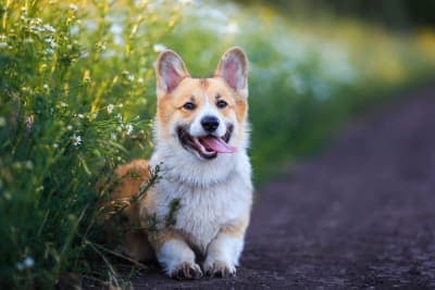 Asthma in Dogs - Signs, Symptoms & Treatment Asthma in Dogs - Signs, Symptoms & Treatment