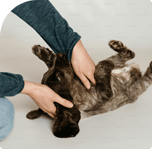 Dog & Belly Rubs Dog & Belly Rubs