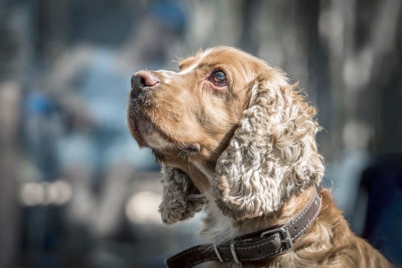 Vomiting in Dogs: When to Head to The Vet Vomiting in Dogs: When to Head to The Vet