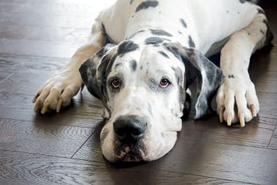 What should I do if my dog has a fever? What should I do if my dog has a fever?