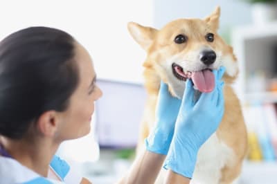 Hypothyroidism in Dogs Hypothyroidism in Dogs