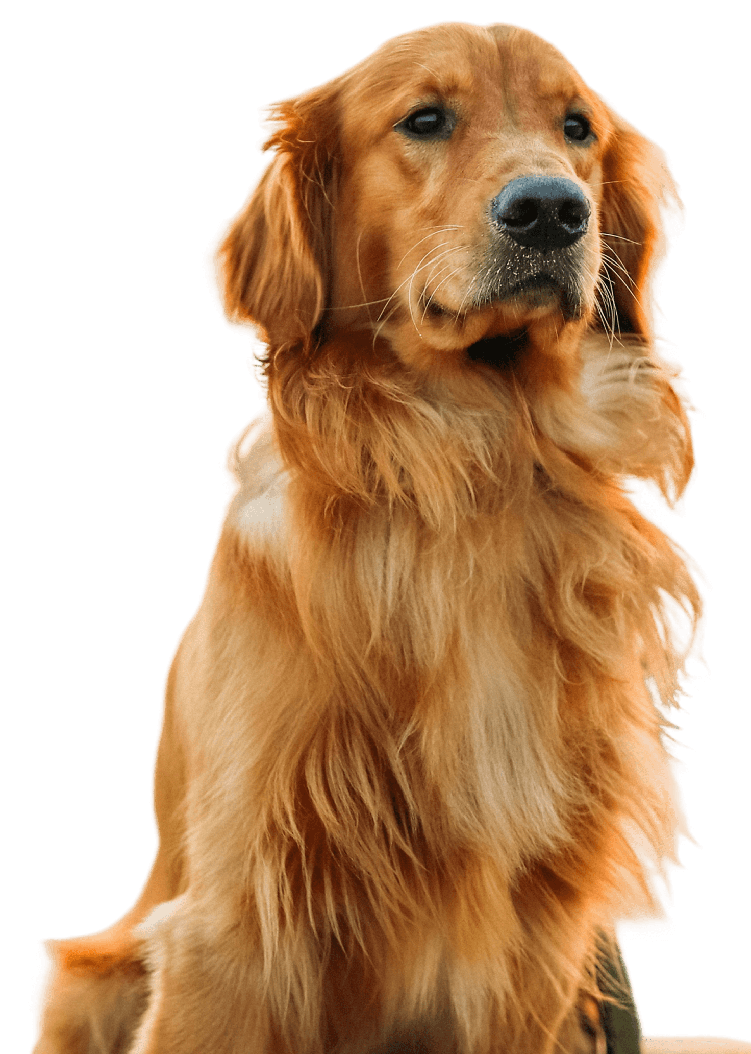 Golden Retriever Dog Golden Retriever Dog