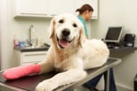 TPLO Surgery for Dogs TPLO Surgery for Dogs