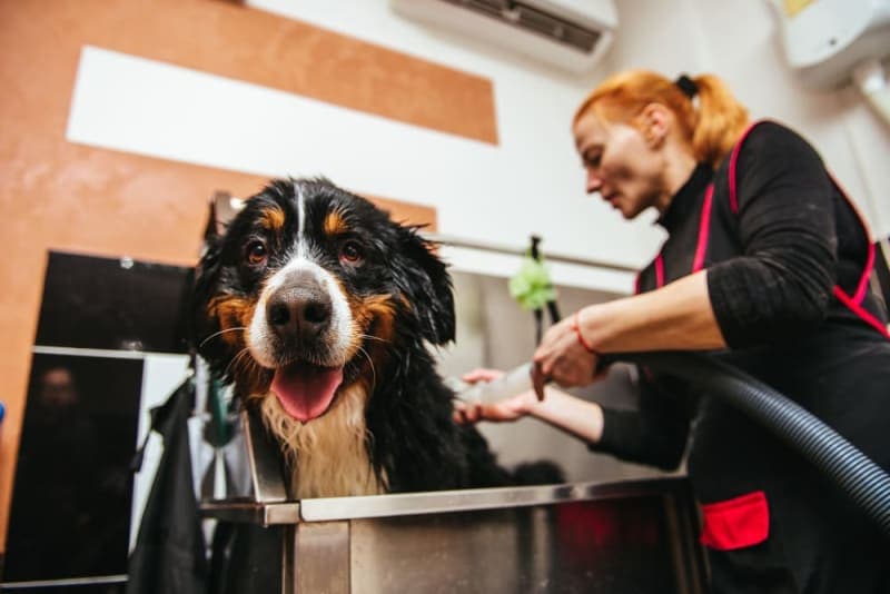 Signs Your Dog Needs Grooming Signs Your Dog Needs Grooming
