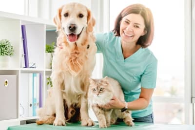 Are Pet Wellness Plans Worth It for Routine Care? Are Pet Wellness Plans Worth It for Routine Care?
