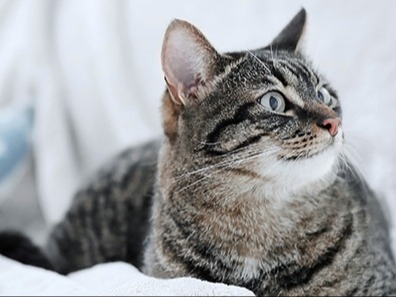 Belle Forest Animal Hospital About Us Hero Image Belle Forest Animal Hospital About Us Hero Image