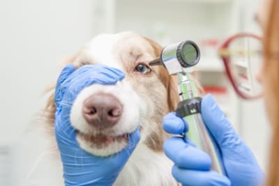 Cataract Surgery for Dogs Cataract Surgery for Dogs