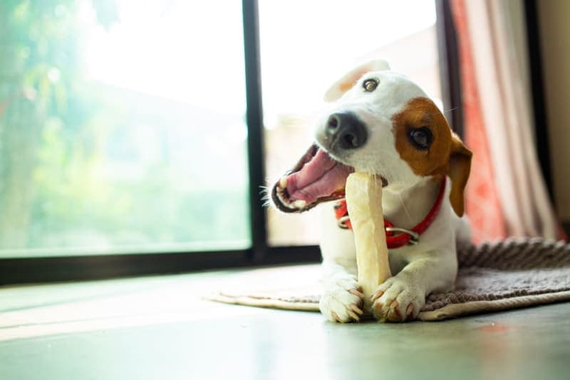 Do dental chews really work for dogs? Do dental chews really work for dogs?