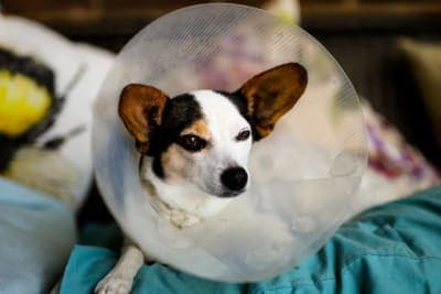 Getting Your Dog Fixed: When & What to Know Getting Your Dog Fixed: When & What to Know