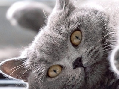 Colonial Park Animal Clinic About Us Hero Image Colonial Park Animal Clinic About Us Hero Image