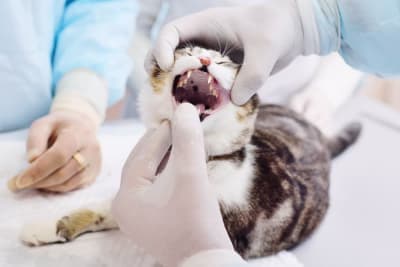 Stomatitis in Cats Stomatitis in Cats