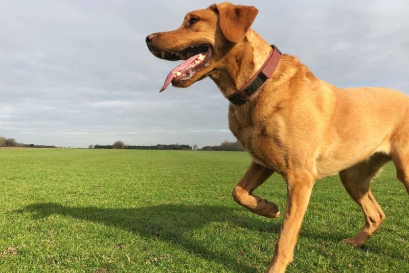 Dog Limping Dog Limping