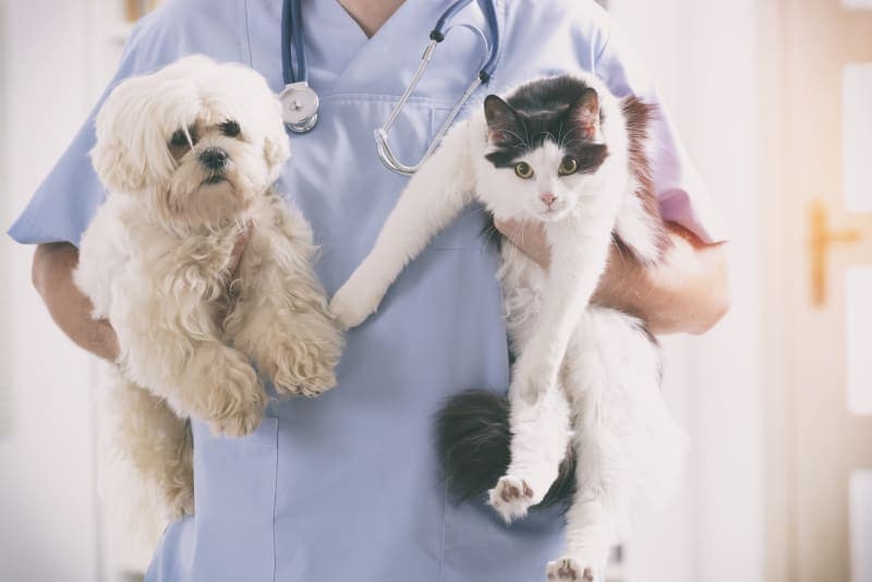 What is the difference between pet insurance and a pet wellness plan? What is the difference between pet insurance and a pet wellness plan?