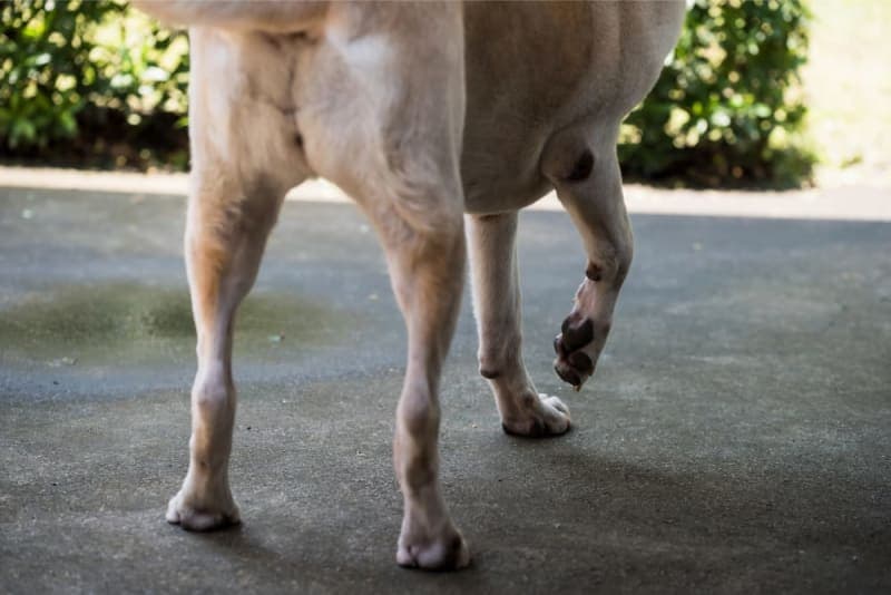 Cranial Cruciate Ligament (CCL) Surgery in Dogs Cranial Cruciate Ligament (CCL) Surgery in Dogs