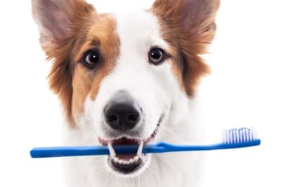 Bad Breath in Dogs: Causes & Remedies Bad Breath in Dogs: Causes & Remedies