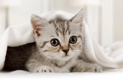 Newborn Kitten's First Vet Visit: What to Expect Newborn Kitten's First Vet Visit: What to Expect