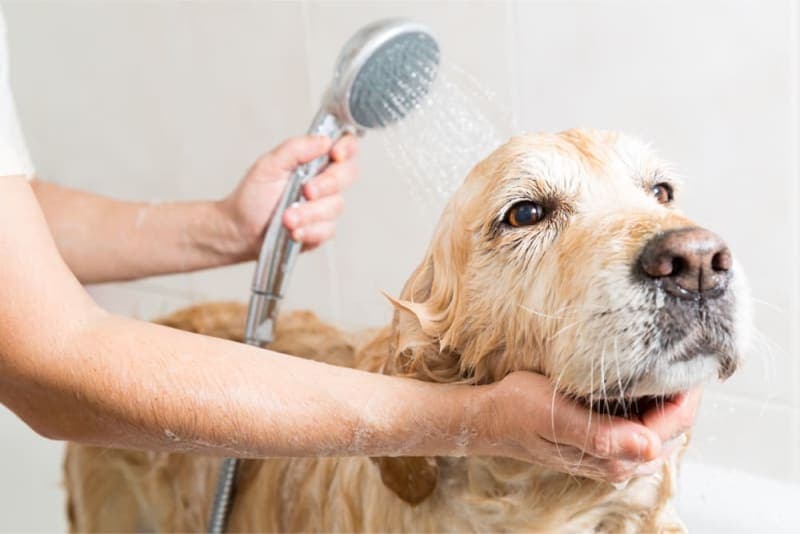 How Often Should I Bathe My Dog? How Often Should I Bathe My Dog?