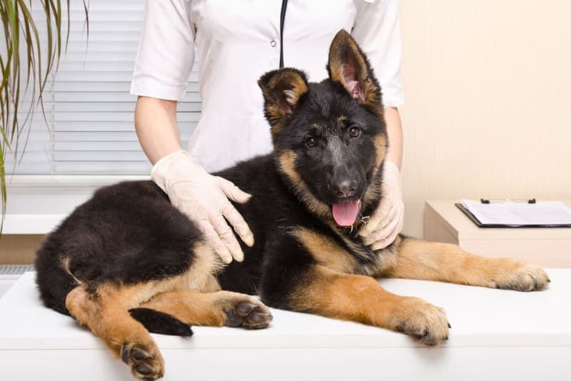 Puppy Vaccine Schedule: What Shots Puppies Need & When Puppy Vaccine Schedule: What Shots Puppies Need & When
