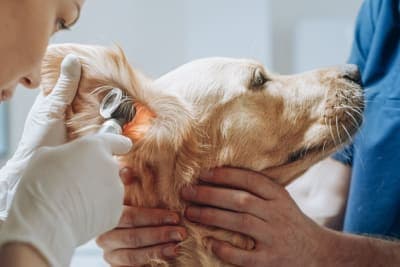 Treatment of Ear Infection in Dogs Treatment of Ear Infection in Dogs