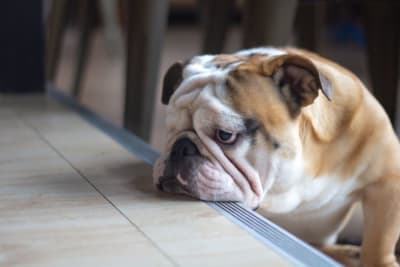 Anxiety & Depression in Dogs: Signs, Causes & How to Help Anxiety & Depression in Dogs: Signs, Causes & How to Help