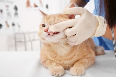Stomatitis in Cats Stomatitis in Cats
