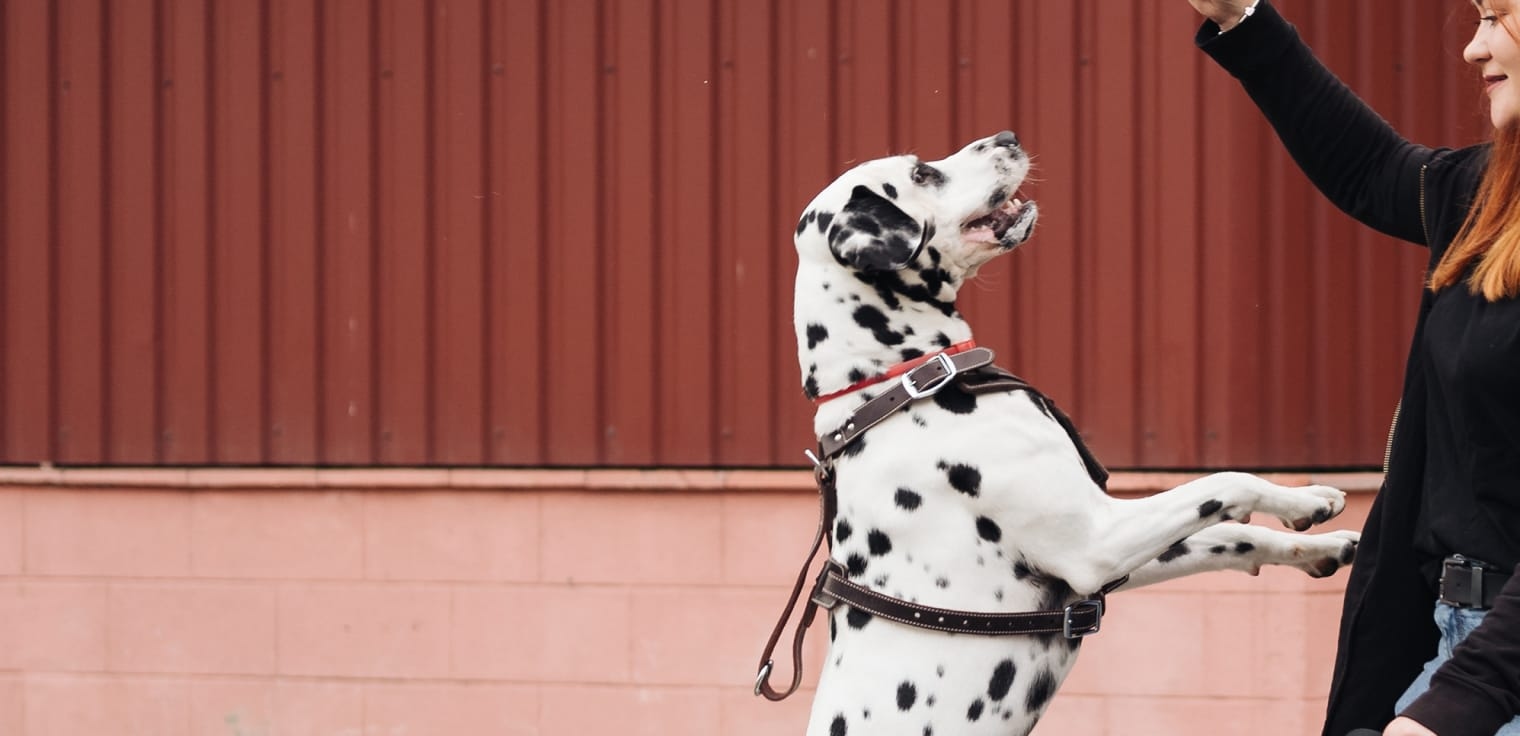 Creature Comforts Veterinary Hospital in Ankeny Hero Image Creature Comforts Veterinary Hospital in Ankeny Hero Image