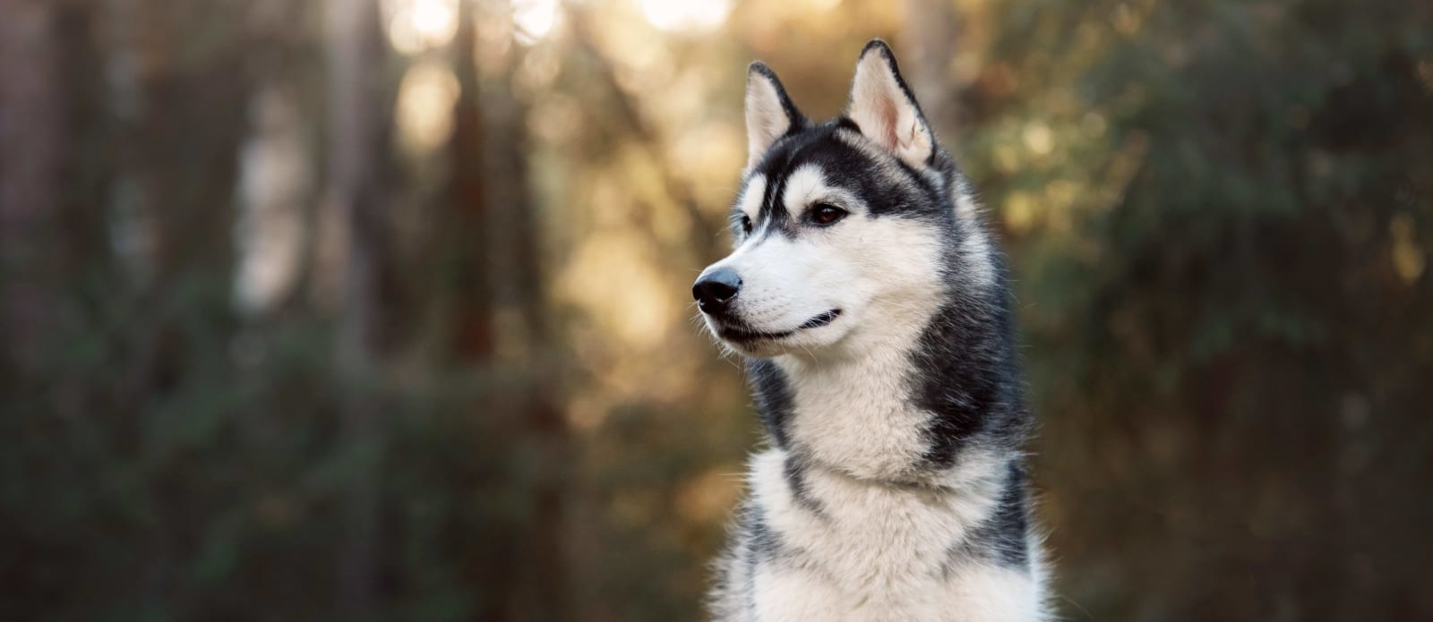 Miller Clark Animal Hospital Hero Image Miller Clark Animal Hospital Hero Image