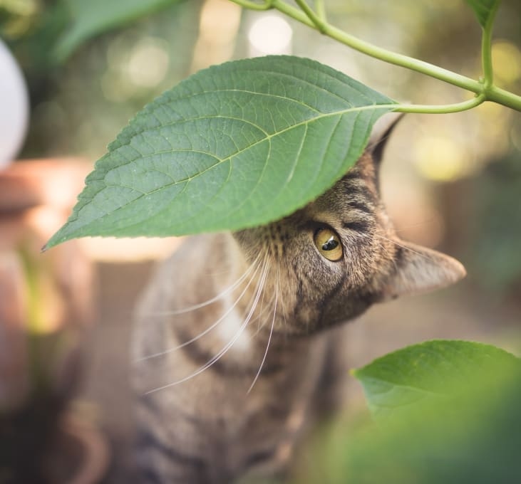 Spanish Trail Pet Clinic Hero Image Spanish Trail Pet Clinic Hero Image