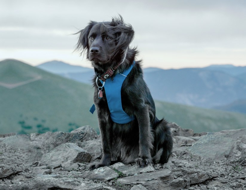 Welcome to Westmoreland & Slappey Animal Hospital in Perry! Hero Image Welcome to Westmoreland & Slappey Animal Hospital in Perry! Hero Image