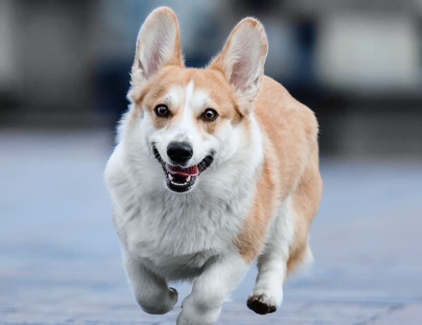 Midway Veterinary Hospital Hero Image Midway Veterinary Hospital Hero Image