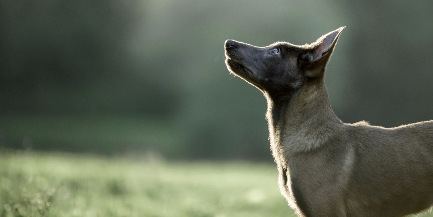 Clearlake Veterinary Clinic Hero Image Clearlake Veterinary Clinic Hero Image