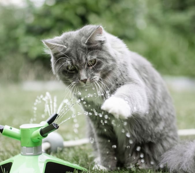 Mt. Yonah Animal Hospital Hero Image Mt. Yonah Animal Hospital Hero Image