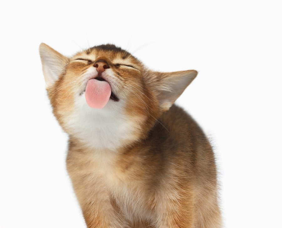 Four Corners Veterinary Hospital Hero Image Four Corners Veterinary Hospital Hero Image