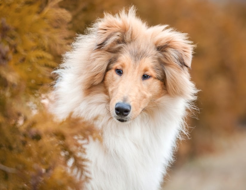 Spinnaker Veterinary Clinic Hero Image Spinnaker Veterinary Clinic Hero Image