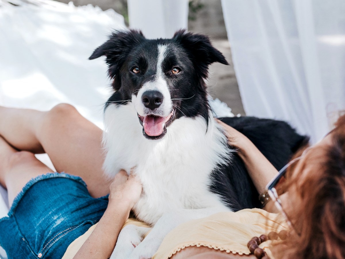 All Animal Clinic Hero Image All Animal Clinic Hero Image