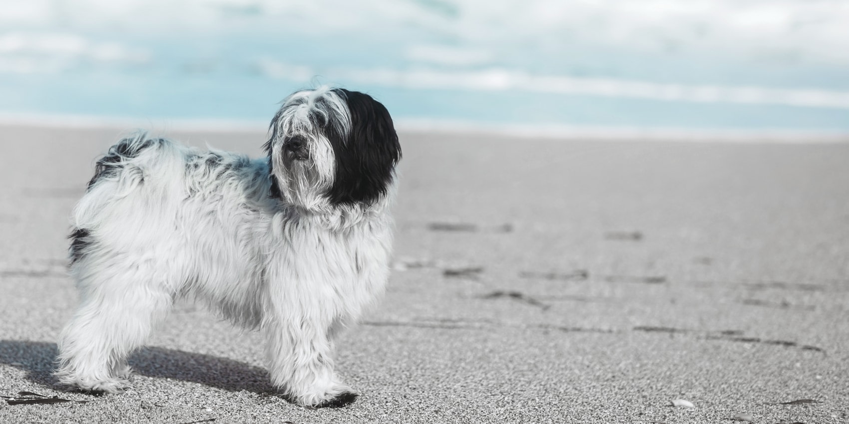 Critter Creek Veterinary Hospital Hero Image Critter Creek Veterinary Hospital Hero Image