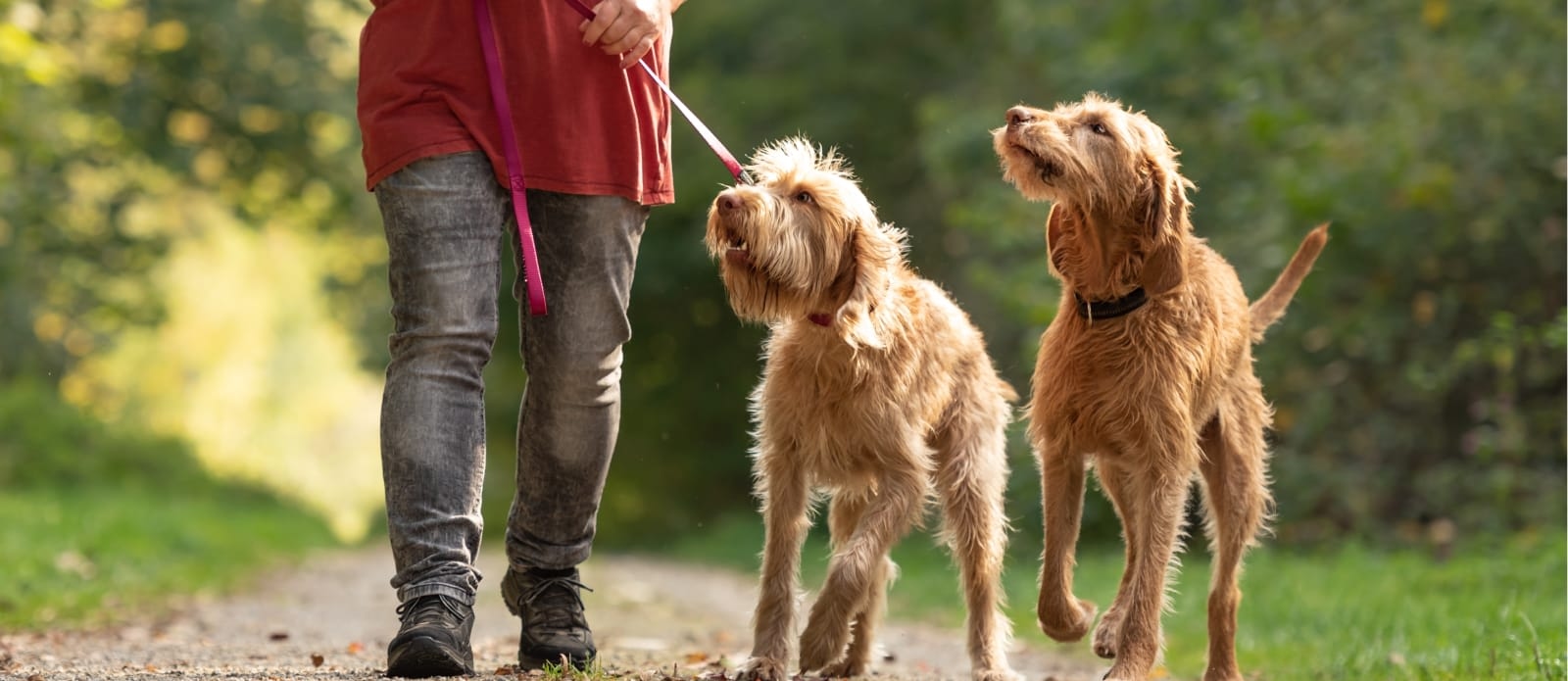 Rocklin Road Animal Hospital Hero Image Rocklin Road Animal Hospital Hero Image