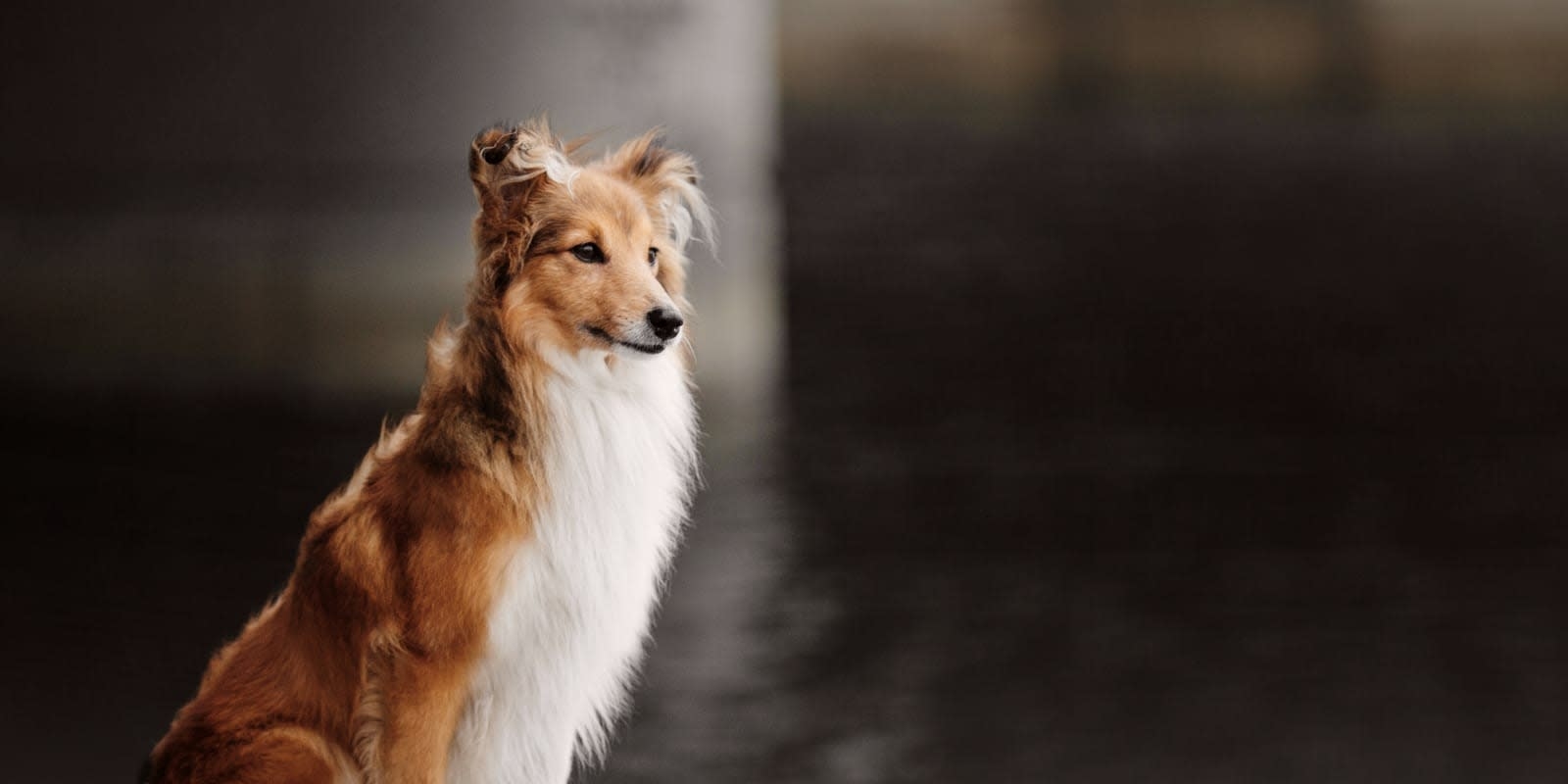 Steinway Court Veterinarian Hero Image Steinway Court Veterinarian Hero Image