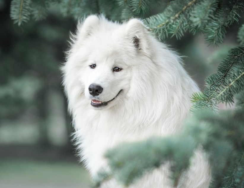 VRCC Animal Hospital in Englewood Hero Image VRCC Animal Hospital in Englewood Hero Image