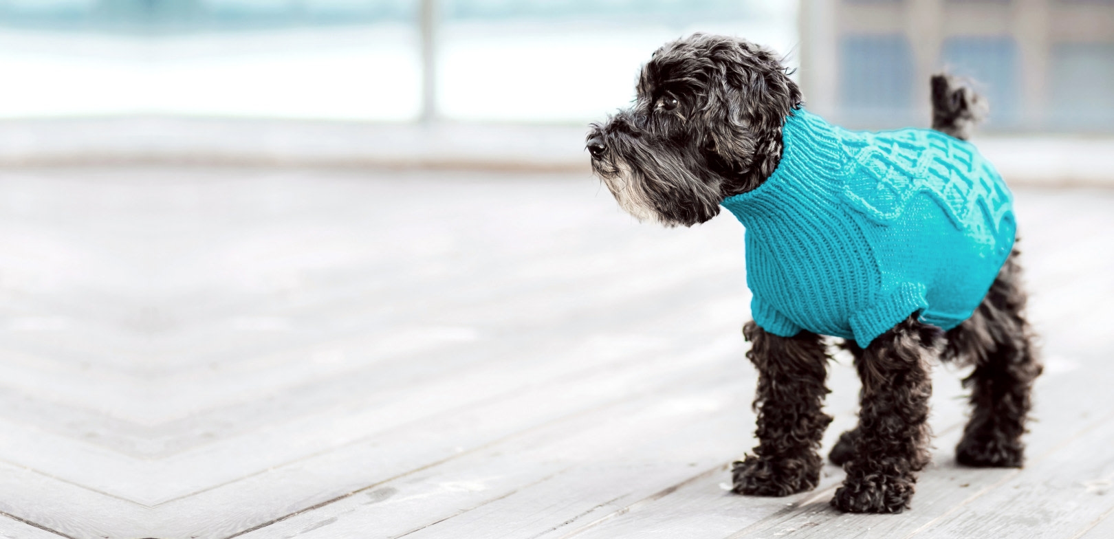 Veterinary Hospital in Seattle Hero Image Veterinary Hospital in Seattle Hero Image