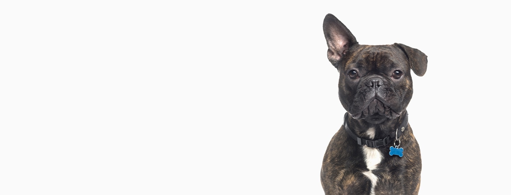 Burbank Pet Hospital Hero Image Burbank Pet Hospital Hero Image