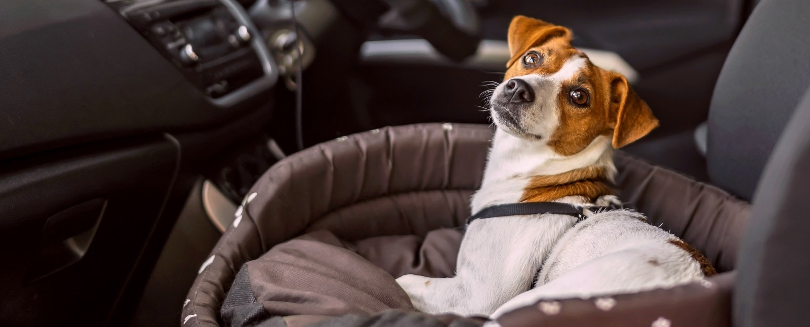 Pet Doctor Animal Hospital Hero Image Pet Doctor Animal Hospital Hero Image