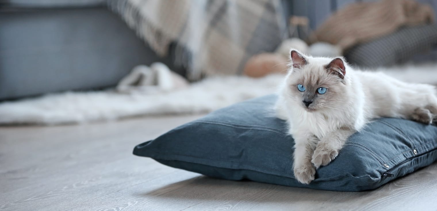 Riverside Animal Hospital Hero Image Riverside Animal Hospital Hero Image