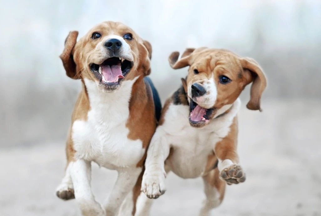 Shane Veterinary Medical Center Hero Image Shane Veterinary Medical Center Hero Image