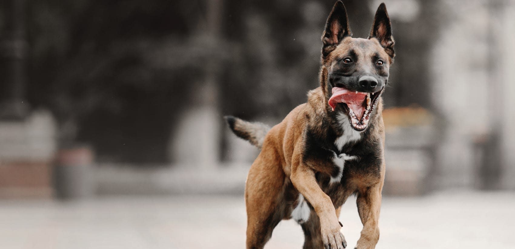 Dells Animal Hospital Hero Image Dells Animal Hospital Hero Image