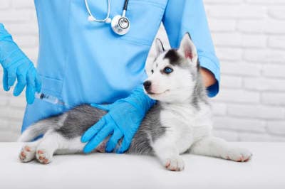 Should I get my dog vaccinated? Should I get my dog vaccinated?