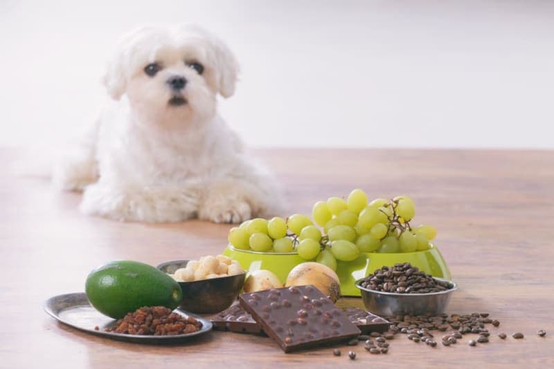 Toxic Dog Food List: What to Avoid for Your Pup's Health Toxic Dog Food List: What to Avoid for Your Pup's Health